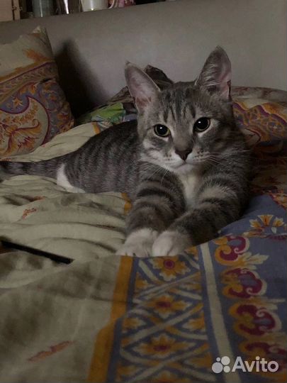 Кошка вот-вот останется одна