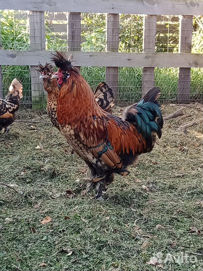 Петух Павловской породы