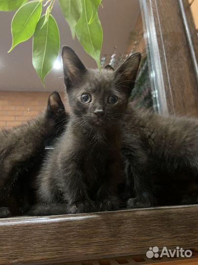 Котят отдам в добрые руки