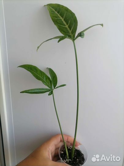 Сингониум пинк блек