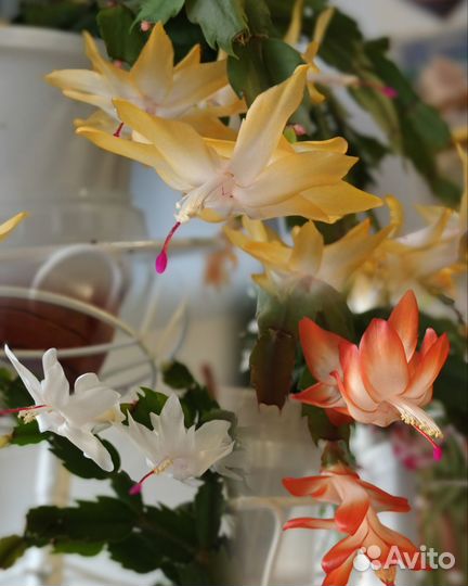 Шлюмбергеры,черенки