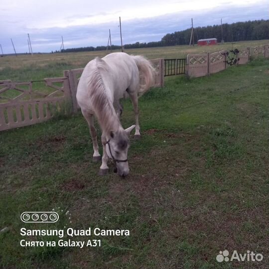 Лошади пром кабылу 10 лет
