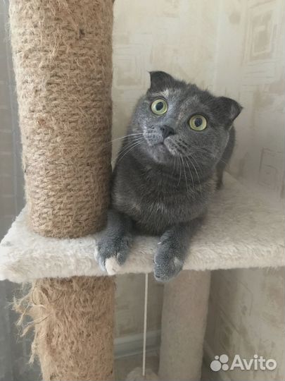 Кошки в добрые руки бесплатно