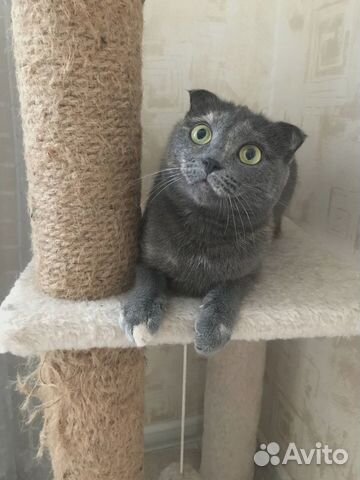 Кошки в добрые руки бесплатно