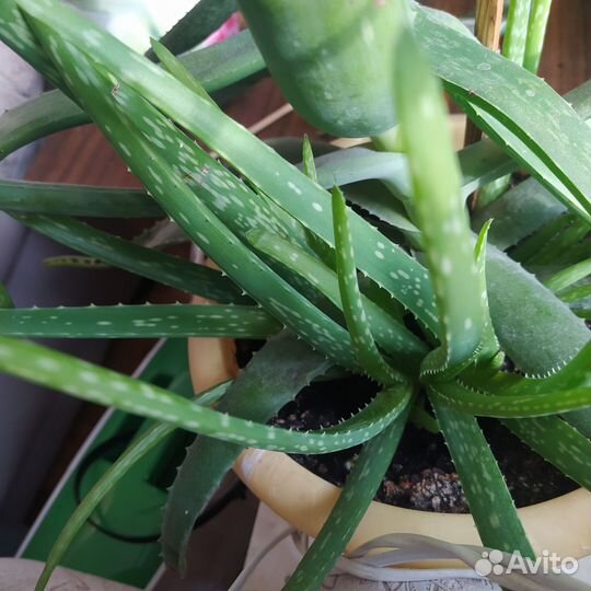 Алоэ столетник