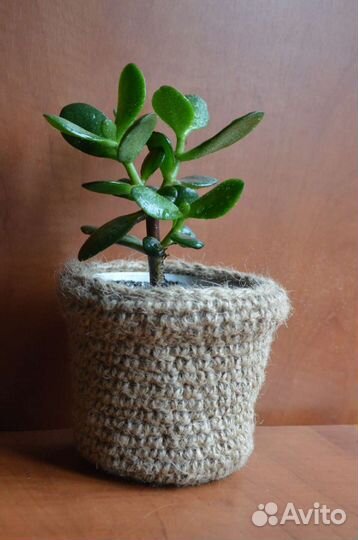 Хавортия полосатая, хлорофитум хохлатый и другие