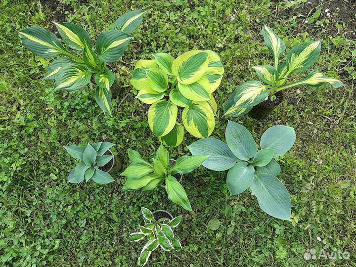 Хоста. 10 сортов