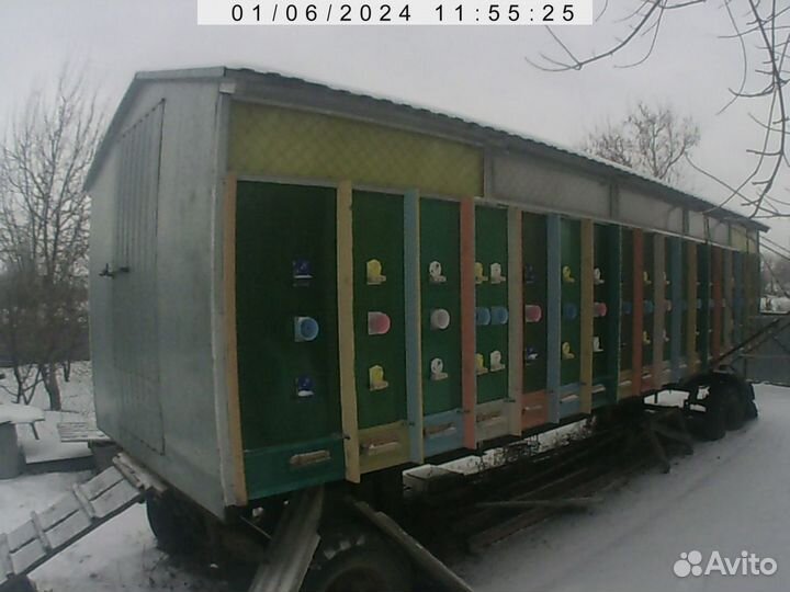 Продам пчелосемьи и пчелопакеты