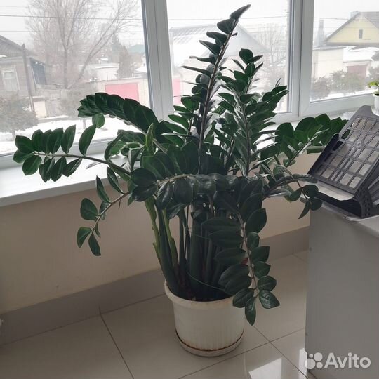 Замиокулькас