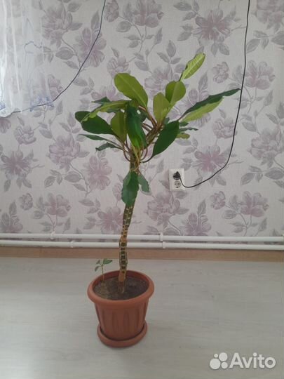 Молочай в горшке