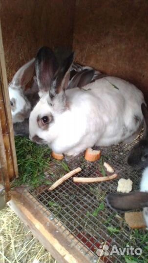 Цеплят,яйцо инкубационное и на еду, кролики