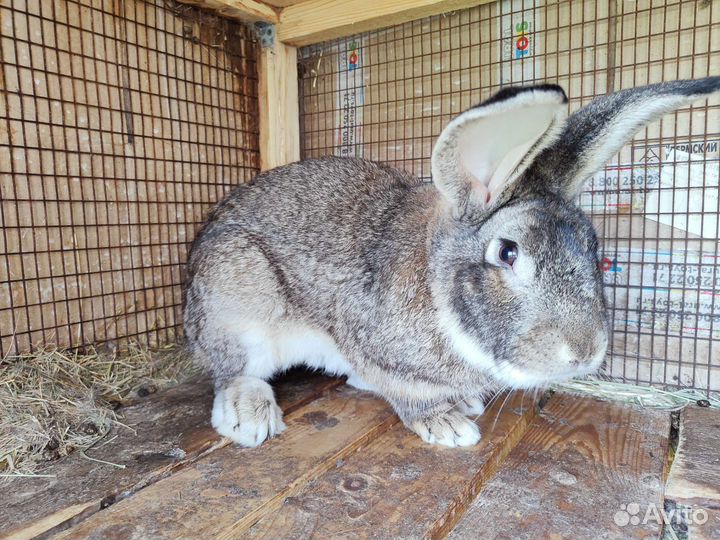 Кролик 4 мес