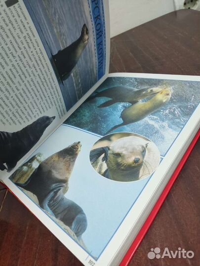 Животные. Моя Первая Энциклопедия