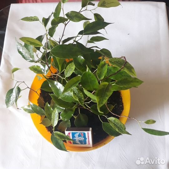 Цветы комнатные