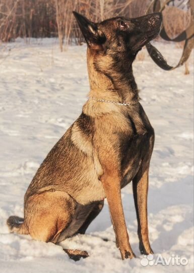 Собака малинуа