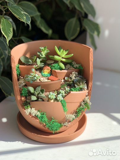 Суккуленты в кашпо