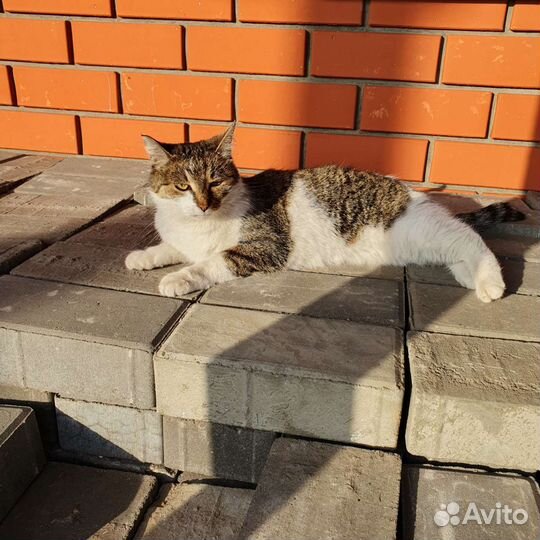 Без породы