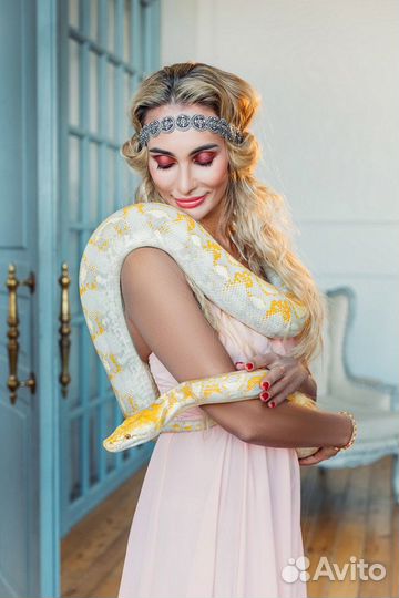 Аренда змей, ящериц, пауков, скорпионов, насекомых