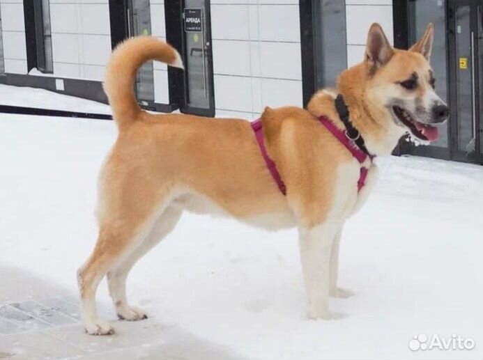 Спасите Макса