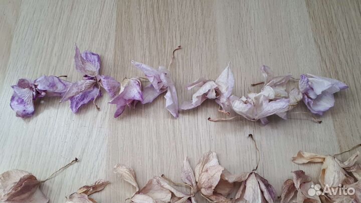 Засушенные цветки фаленопсиса (орхидеи)