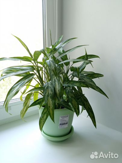 Аглаонема. Растение. Цветок