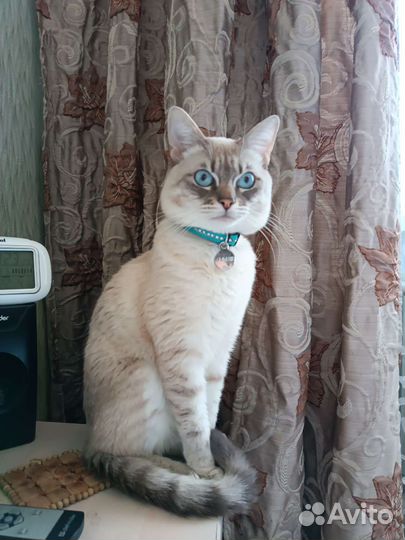 Тайский кот на вязку