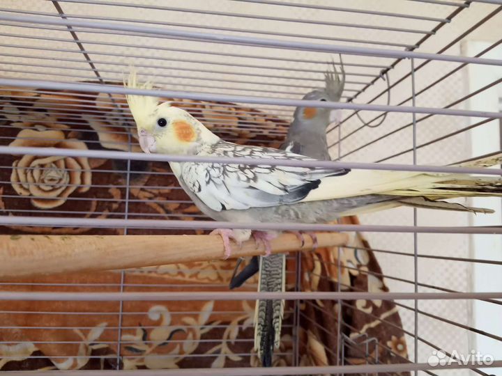 Попугаи корелла