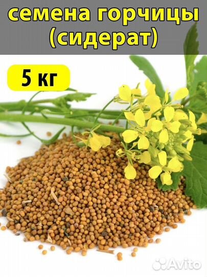 Семена горчицы желтой / сидерат фасовка 1кг