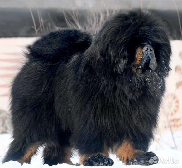 Тибетский мастиф