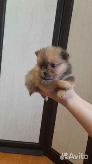 Померанский шпиц