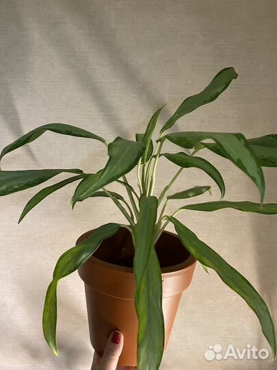 Аглаонема Супер Вайт, Фридман, Кротон, Антуриум