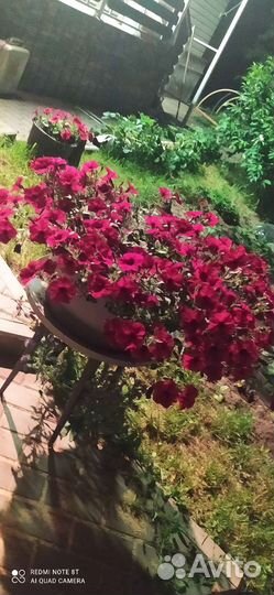 Астры и петунии из Голландии