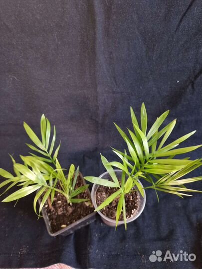 Хамедорея вариегата, Арека