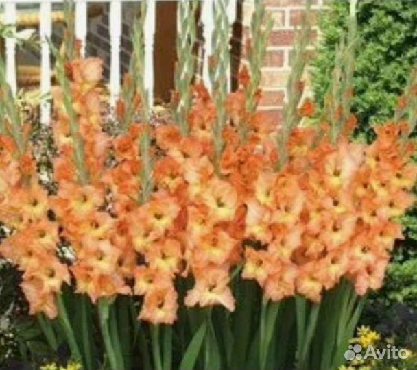 Гладиолусы луковицы