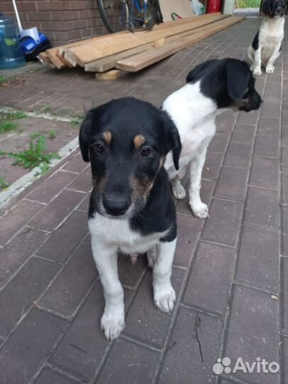 Отдам щенят в добрые руки