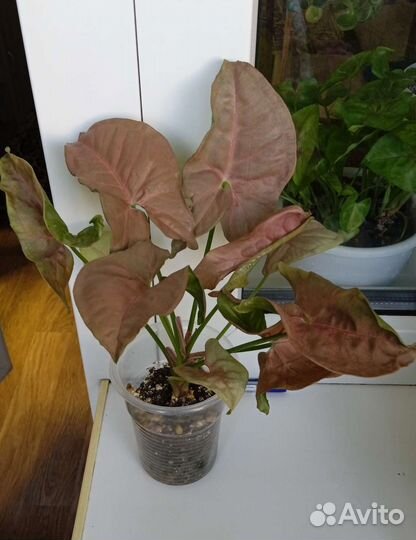 Сингониумы сортовые