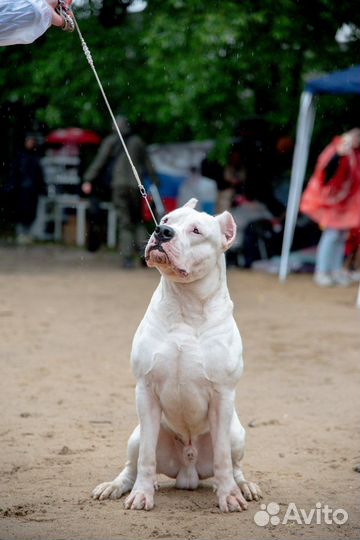 Кобель аргентинского дога на вязку