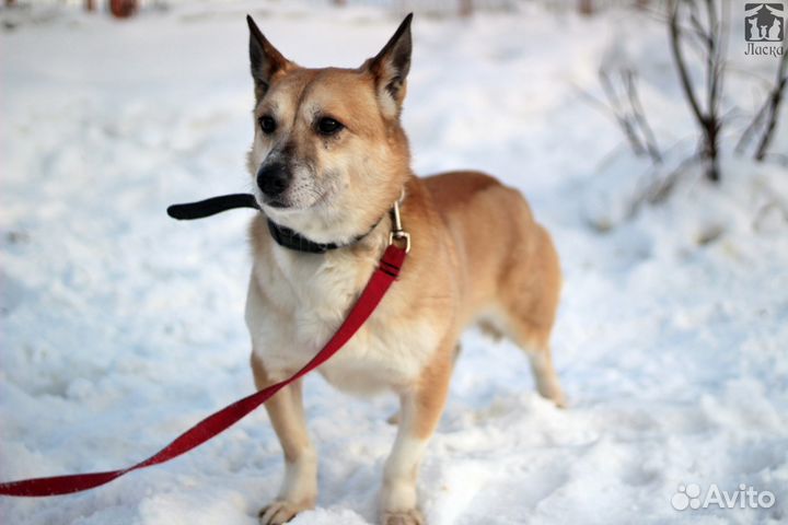 Вирга в добрые руки