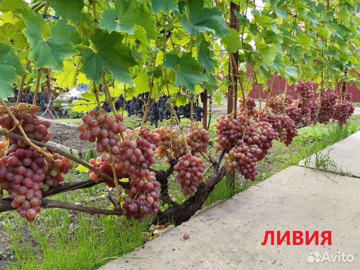 Саженцы винограда