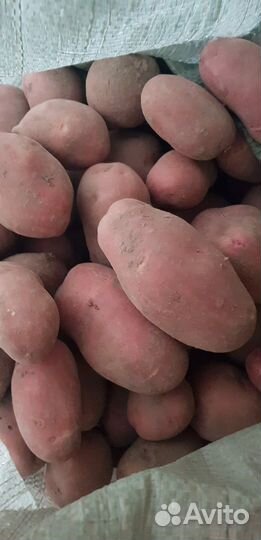 Картофель домашний
