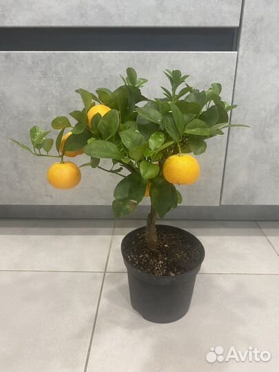 Мандариновое дерево