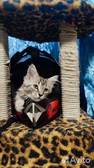 Котята мейнкуна