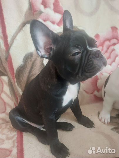 Щенок французского бульдога