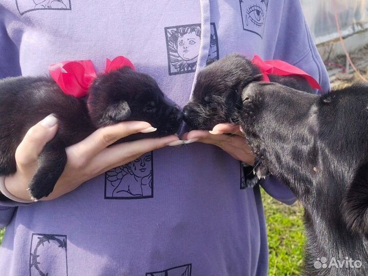 Щенки помесь немецкой овчарки ротвейлера