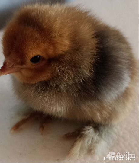 Цыплята: Брама, Миксы