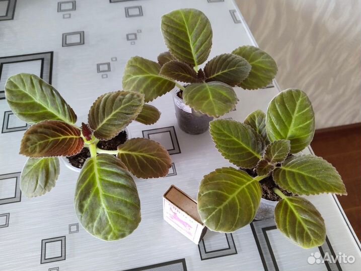 Детки глоксинии сорт 