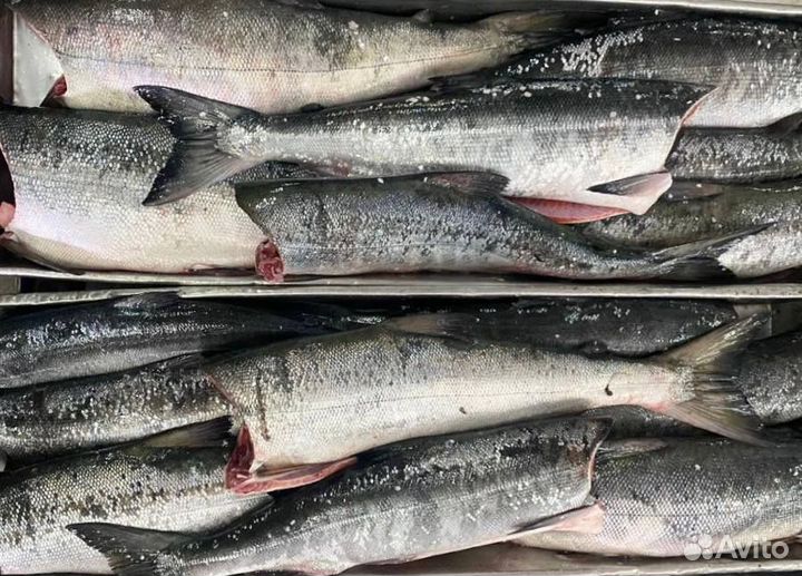 Свежемороженая рыба оптом. Горбуша, мойва, навага