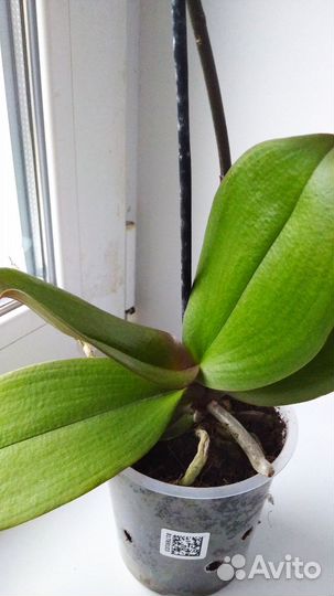 Орхидея фаленопсис Сапорита