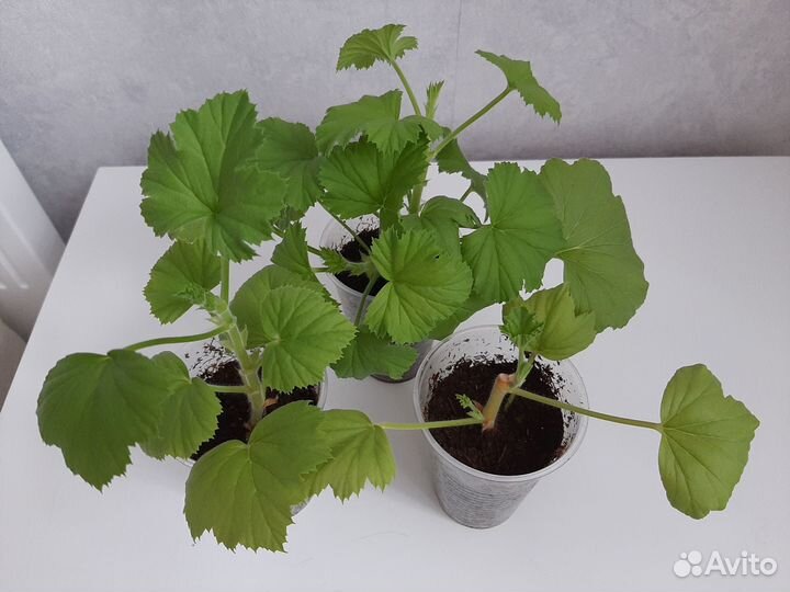 Укорененные черенки королевской пеларгонии