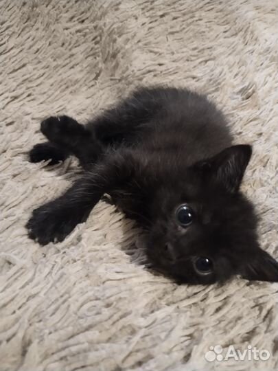 Котенок